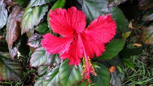Image result for Hibiscus dongolensis