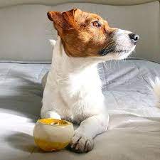 philosopher filosof jrt jackrussellterrier jackrussell jackrussel jackrussellmoments dzhekrassel dzhekrasse dzhek rassel terer dzhek rassel sobaki