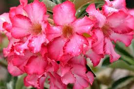 Low maintenance patut disandang oleh jenis pohon ini. 6 Tips Mudah Agar Bibit Bunga Adenium Tumbuh Subur Dan Bebas Penyakit Halaman All Kompas Com