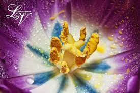 Inside Of A Tulip Flower Tulips Flowers Cool Photos Flowers