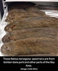Maybe you would like to learn more about one of these? Specimen Of The Week Rattus Norvegicus California Academy Of Sciences