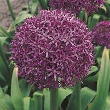 Allium Altropureum Giant Flowers Plants Spring Garden