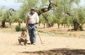 Are you searching for tree pictures png images or vector? The Olive Tree El Olivo Film European Film Awards