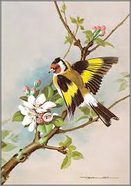 Pin De Benedita Aparecida Em Ilustracoes Diversas Desenhos De Aves Passaro Desenho Pinturas De Passaros