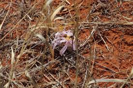Image result for Gethyllis transkarooica