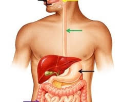 System pig parts can you find in this fetal pig model? Bio141 Lab 09 Digestive System Lab Answers Flashcards Quizlet
