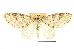 Image result for Trichopteryx