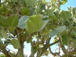 Image result for Erythrina latissima