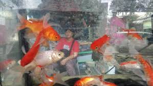 Akuarium yang digunakan untuk merawat ikan louhan perlu diperhatikan ukurannya. Liburan Di Palembang Jangan Lupa Mampir Ke Kampung Ikan Hias Regional Liputan6 Com