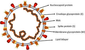 Https Ejmo Org Pdf A 20review 20of 20covid19 20coronavirus 20disease2019 20diagnosis 20treatments 20and 20prevention 90853 Pdf