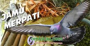 Cara melatih merpati kolong tinggian yang benar.mp4 download. Membuat Jamu Untuk Mendongkrak Stamina Merpati Lomba Om Kicau