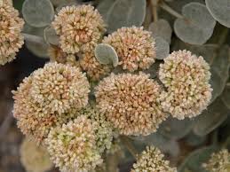 Image result for Eriosema cordifolium