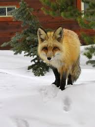 In french 37 what are you going to do? Red Fox Taxonomy Wildlife Online