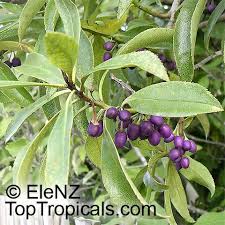 Image result for Myoporum laetum