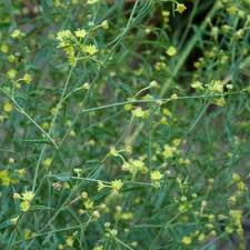 Image result for Helinus spartioides