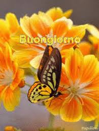Frequently asked questions are not allowed (how do i pvp, what mouse should i get, who's the best at pvp, what version do you prefer, etc). Buongiorno Good Morning Gif Buongiorno Goodmorning Butterfly Discover Share Gifs Butterfly Gif Butterfly Pictures Beautiful Butterflies