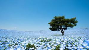 ✓ free for commercial islamic background images. Vemale Com Indahnya Taman Bunga Biru Hitashi Di Jepang Bunga Biru Alam Taman Indah