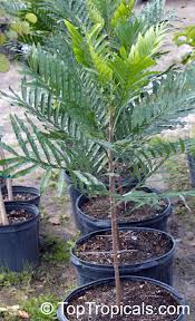 Image result for Filicium decipiens