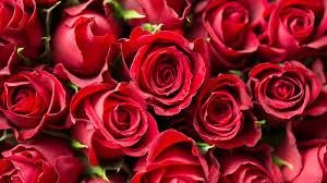 Here are 10 cheap date ideas to try out any day of the week. Valentine S Day 2021 Beautiful Flowers Delivered In Time For The Big Day Creative Bloq