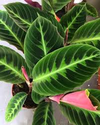Bird Of Paradise Plant Leaves Curling Giving A Houseplant As A Gift Is Always A Good Idea But Giving A Calathea Is Even More Special Indoor House Plants In 2020 Plants Calathea Plant House Plants Indoor