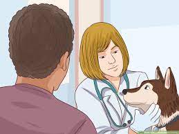 3 Ways To Prevent Eclampsia In Dogs - Wikihow Pet