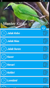 Dahulunya burung jalak kebo banyak sekali berkeliaran pada areal persawahan guna mencari makan. Master Kicau Jalak Kebo Juara Latest Version Apk Androidappsapk Co