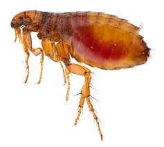 Since fleas multiply so quickly, an infestation in your home can be a stressful experience. 5 Steps To Flea Control And Prevention