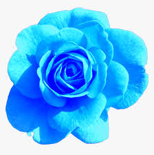 View our latest collection of free sticker png images with transparant background, which you can use in your poster, flyer design, or presentation. Sticker Blue Rose Aesthetic Tumblr Freetoedit Png Aesthetic Transparent Png Transparent Png Image Pngitem