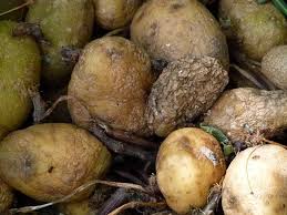 Had other experiments on my plate. How To Store Ginger To Make It Last For Longer Listonic