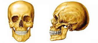 HUESOS DEL CRANEO - ISAMI