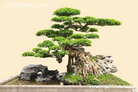 Lebih Baik Menanam Bonsai Beringin Daripada Pohon Beringin Apa Alasannya Ciriciripohon Com