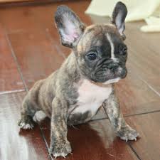 Black And Brown Brindle French Bulldog Hd French Bulldog All Pictureswallpapers Black French Bulldog Sharpei Fawn Pugs Teacup B French Bulldog Dog Brindle French Bulldog French Bulldog Pictures