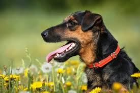 Image result for jagdteriér