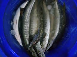 Masakan padang adalah nama yang digunakan untuk menyebut segala jenis masakan yang berasal dari. Jual Jual Ikan Alu Alu Barakuda Segar Per Kg Di Lapak Pelelangan Ikan Shop Bukalapak