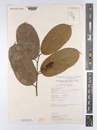 Image result for Dasylepis racemosa