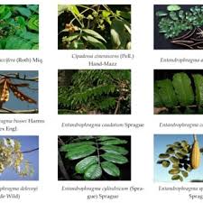 Image result for Entandrophragma delevoyi