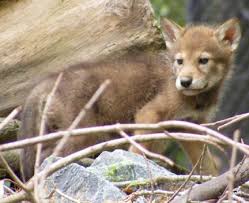 In 1766 is when the first wolf dog breeding was recorded in great britain. Rare Red Wolf Pups Zooborns
