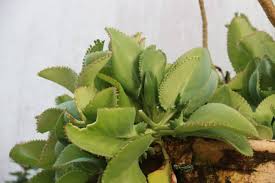 Image result for Kalanchoe pinnata