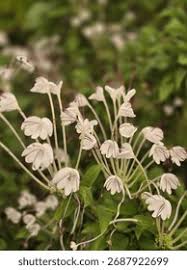 Image result for Clerodendrum incisum