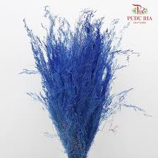 Image result for Agrostis products