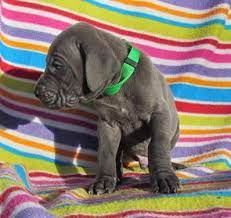 Great dane puppy for sale in lancaster, ca, usa. Akc Blue European Great Dane Puppies For Sale In Garland Texas Classified Americanlisted Com