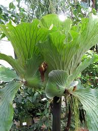 Image result for Platycerium elephantotis