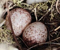 Bird Egg Identifier Gardenbird