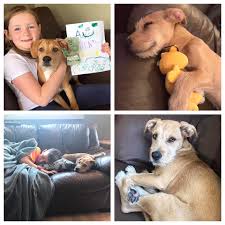 We cannot predict how long your waiting time may be to adopt a rescued bulldog. Home Raincoast Dog Rescue