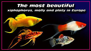 The silver molly (poecilia latipinna) is a tropical community fish. The Most Beautiful Xiphophorus Fish Molly And Platy In Europe Youtube
