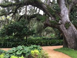 Maybe you would like to learn more about one of these? Passion For Certain Plants Entwined Into Culture