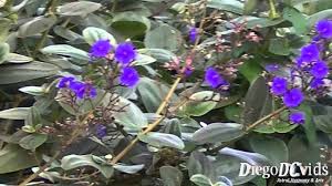 We did not find results for: Tibouchina Semidecandra Princess Flower Lasiandra Glory Bushes Hd 12 By Laboratorteba