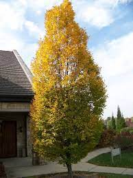 Carpinus Betulus Columnaris Columnar European Hornbeam On Plantplaces Com Shade Trees Landscape Design Garden Trees