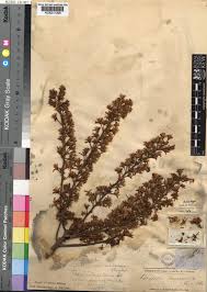 Image result for Paropsia braunii