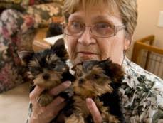 Elvis yorkshire terrier specializes in breeding for tiny puppies. Purebred Teacup Yorkie Puppies For Sale In Nsw Australia